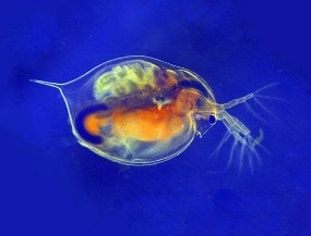 Study Highlights the Adverse Effects of Nanoparticles on Marine Organisms