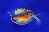 Nanoerythrosome-Functionalized Biohybrid Robots to Deliver Drugs