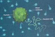 Tiny Tracking Devices Give an Unprecedented Peek into How Cells Change With Time