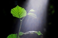 Study Demonstrate Pathway of Uptake, Transport of Nanoplastics in Plant Root
