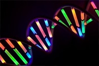 Researchers Visualize DNA Replication Process at the Nanoscale