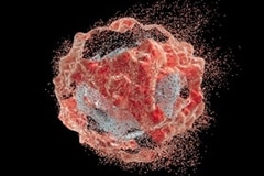 Llama Antibodies Could be a Strong Nanoweapon Against COVID-19