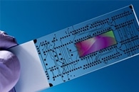 In Vivo Monitoring of Nanorobot Swarms to Understand the Collective Behavior