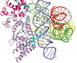 Evolution of Life Shown in Fungus Molecule