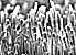 Adhesive Developed that has Mastered the Mystery of the Sticky Gecko Foot That Can Easily Grip and Release Incredible Loads