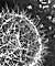 Measurement of Copper Levels in Zinc Oxide Nanowires to give Better Understanding of Optical and Electrical Properties of the Nanowires