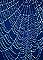 Artificial Spider Silk Made From Bacteria to Come From Better Understanding of How Molecules Fit Together