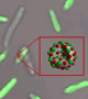 Nano-Scale Scaffolds Made of Silica and Loaded with Nitric Oxide Deliver Knock-Out Blow to Bacteria
