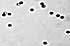 Tiny Spheres With Different Faces Can be Used as Microscopic Mixers, Transport, Self Propelled Sensors and Targeted Drug Delivery Devices