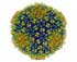Virus Image Captured at Highest Resolution Ever