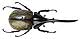 Colour Change Trick of Hercules Beetle Points Nanotechnology to Design of Intelligent Materials