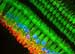 Microscopy Exhibition Opens Online and at Rochester University Medical Center