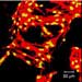 New 3D Test Method for Biomaterials Enables Rapid Assessment of Biocompatibility