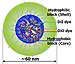 Imaging Technique Shows New Pathway for Nanomedicine Based Anti-Tumor Drugs to Kill Cancer Cells
