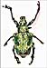 Brazillian Beetle Creates Ideal Diamond Like Photonic Crystals for the Optical Computers of the Future