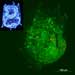 Research Shows the Movement of Nanoparticles Through a Model Food Chain