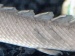Primitive Fish Points to More Effective Human Body Armor