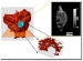 Scientists Created 3-D Images of Nanofoam to Determine its Strength and Potential Applications