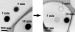 Scientists Developed Process for Cleaning a Transmission Electron Microscope