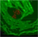 Cell's Recognition of Danger Through Protein Response