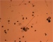 Diatom Reduces Red Tide’s Toxicity to Animals and Other Algae