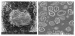 Sandia’s Work Demonstrated Anthrax Letters Contained Non-Weaponized Form