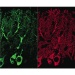 Electrical Activity Between Neurons can Regulate Protein Interactions at the Synapse