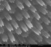 Researchers Developed Method to Rapidly and Inexpensively Copy Biological Surface Structures