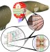 Designing Artificial Electric Eel Cells as Power Source for Medical Implants