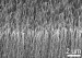 Carbon Nanotube-Based Material Creating Directionally-Varied Adhesive Force