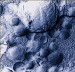 5-Year NIH Grant to Investigate Nano-Based Pharmaceuticals for Drug and Gene Therapy