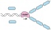 Biologists Discover New Motor Proteins that "Rewind" DNA Molecule