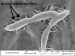 Putting Bacteria to Work as Tiny Weavers of Nanoscale Biomaterials