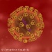New 'Assassin Cells' May Cripple Well-Disguised Virus
