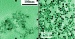 First Experimental Evidence that Plants Can Take up Nanoparticles and Accumulate Them in Tissues