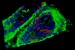 Carl Zeiss Launches Educational Website About Latest Techniques in Fluorescence Imaging