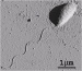 Physicists Explain How Bacteria Swim