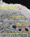 Bacterial Biofilms Help Preserve Fossil Record's Most Vulnerable Stuff