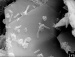 Working with Miraculous Microbes
