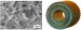 Researchers Developed Technique for Mass Production of Metal-Complex-Type Organic Nanotubes