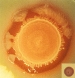 Development of Nanosensor Shows Potential for Food Safety and Security