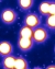Scientists Now Able to Observe Membrane Fission in Real Time