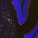 Nanoparticle Based Platform Capable of Detecting the Location of Over 20,000 Genes