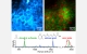New Label-Free Imaging Technique Set to Revolutionize Biomedical Imaging