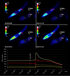Carl Zeiss Imaging Software Examines Intracellular Process in Nanoseconds