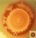 Nanotech Food Sensor to Ensure Food safety and Security