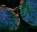 Creating Artificial Human Bone Marrow in a Test Tube