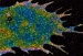 Shapes of Some of the Tiniest Cellular Structures are Coming into Sharper Focus