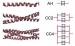 In Proteins, Nature Relies on Repetition of a Few Key Elements