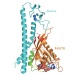 Unscrambling Link Between Molecular Bonding and Distributing Pigment Leads to Potential Therapeutics for Rare Skin Disease
